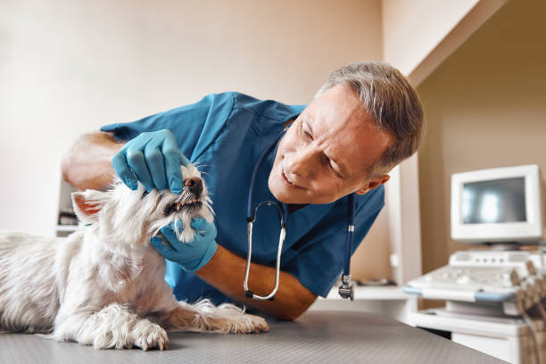 Best Mobile Emergency Dentist in Avenue B And C, AZ